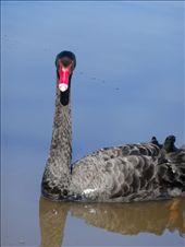 Black Swan on Lake Burley Griffin: by tazau, Views[199]