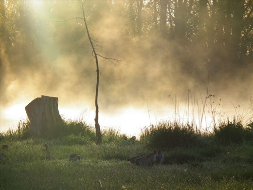 A Winters Morning At Molongolo River
