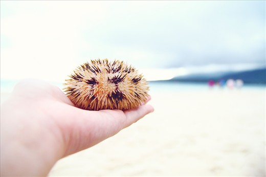 Found a sea urchin and guess what, we ate it too! A bit spicy, I must say. Upon walking some more, I met a fisherman selling sea urchins. Among the black sea urchins in his basket, I decided to touch and feel the uniquely colored one. It was painful holding it but the photo I got now simply belongs to the highlights of my Camiguin trip. 