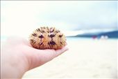 Found a sea urchin and guess what, we ate it too! A bit spicy, I must say. Upon walking some more, I met a fisherman selling sea urchins. Among the black sea urchins in his basket, I decided to touch and feel the uniquely colored one. It was painful holding it but the photo I got now simply belongs to the highlights of my Camiguin trip. : by td, Views[356]