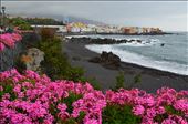 Exotic flowers on Tenerife.: by tearoundtheworld, Views[226]