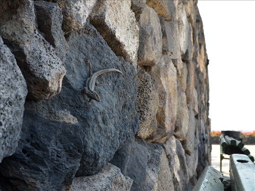 Meeting a friend on Puerto de la Cruz.