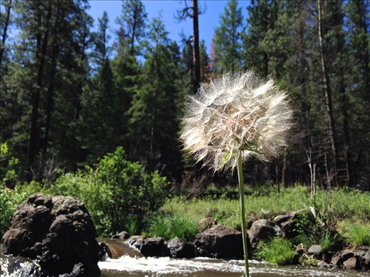 Stand Out. Peculiar and beautiful, a lone dandelion overlooks the Black River in Arizona. 