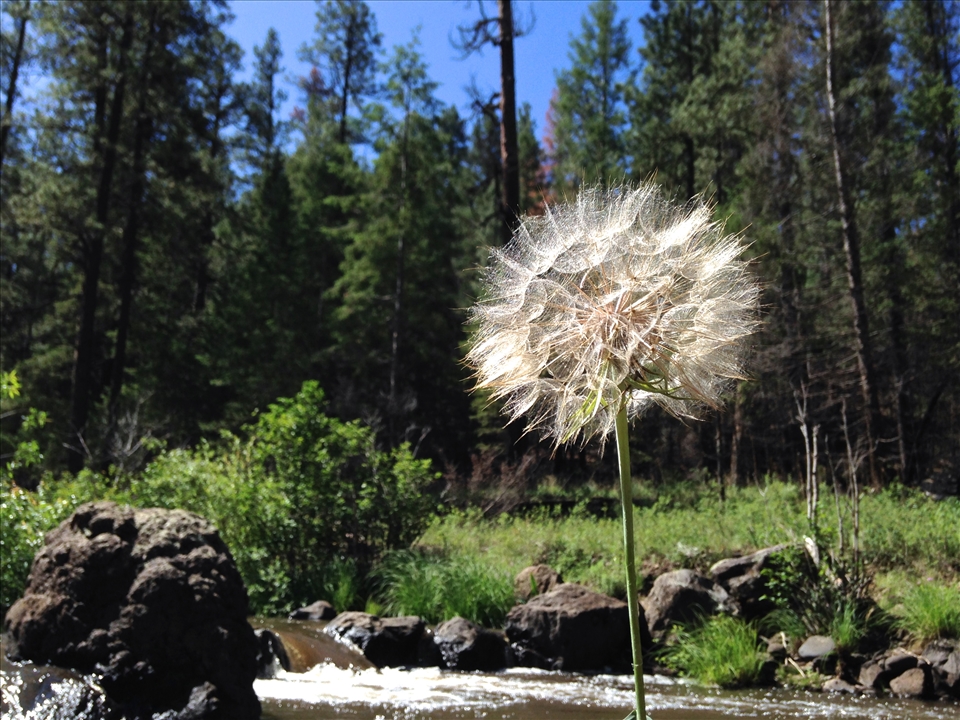Stand Out. Peculiar and beautiful, a lone dandelion overlooks the Black River in Arizona. 