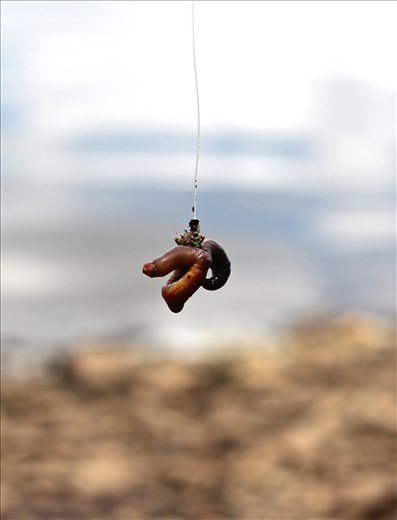 Lunch Prep. After the rains, we were pleasantly surprised to find night crawlers gathered under our tent. Preparing lunch or baiting our hooks with these animated creatures always grosses out the little ones who refuse to do it. 