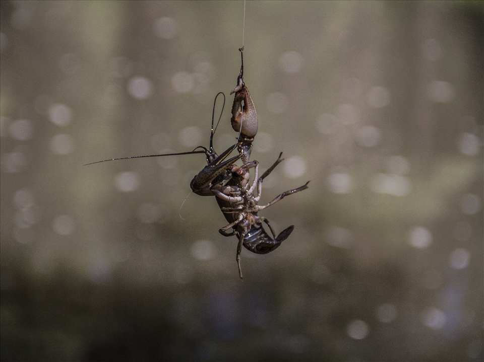 Just hanging around. A crawdad from Black River, Arizona. Little does he know his fate will be in a container managed by a six-year-old. 