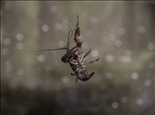 Just hanging around. A crawdad from Black River, Arizona. Little does he know his fate will be in a container managed by a six-year-old. : by tee_chav, Views[418]