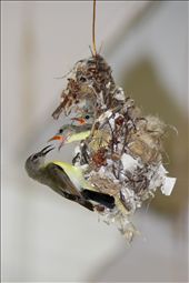This sunbird's dedication feeding its hatchlings tests my patience, as I stand for over six hours to get this photo.: by tejas, Views[295]