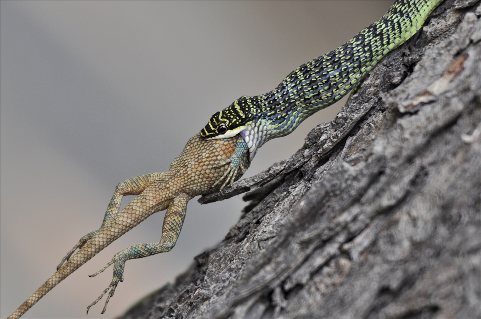 Survival of the Fittest! I was simply amazed by this beauty and kept shooting as the Ornate flying snake ate the lizard! 