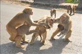 Survival of the Fittest - Meeting some friends along the way back home: by tejaswininaik, Views[362]