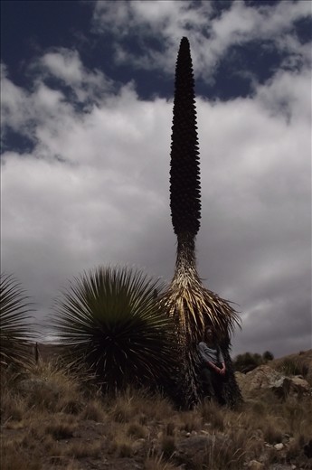 Puya raimondi y Lucía (la vieron?)