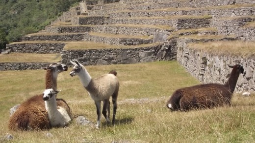 les lamas pour les touristes