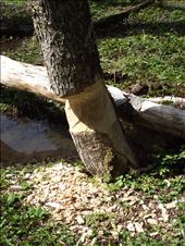 by tempolibre, Views[267]