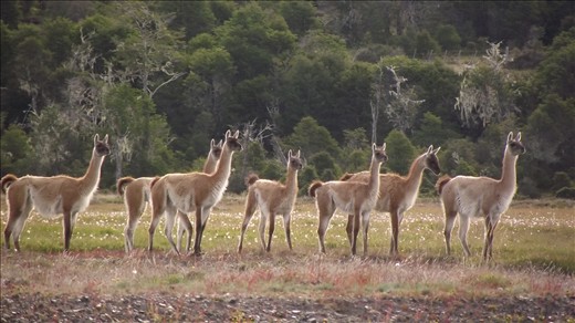 un troupeau de guanacos