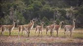 un troupeau de guanacos: by tempolibre, Views[220]