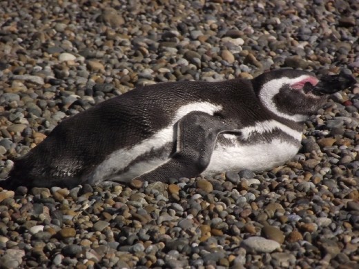 les fameux pingouins!