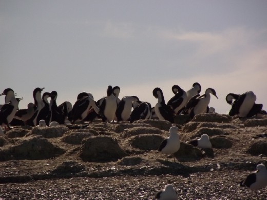 Cormorans et autres oiseaux