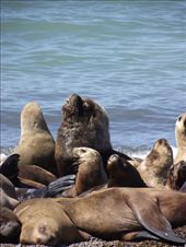 les lions de mer: by tempolibre, Views[476]