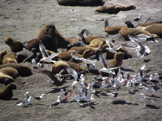 des oiseaux se disputant le placenta après un accouchement