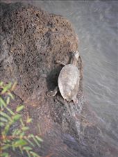 by tempolibre, Views[223]