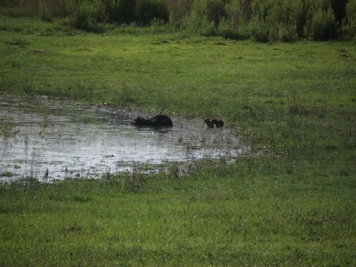 Le gros cochon d'inde