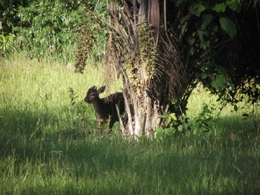 La petite biche (mais une autre)