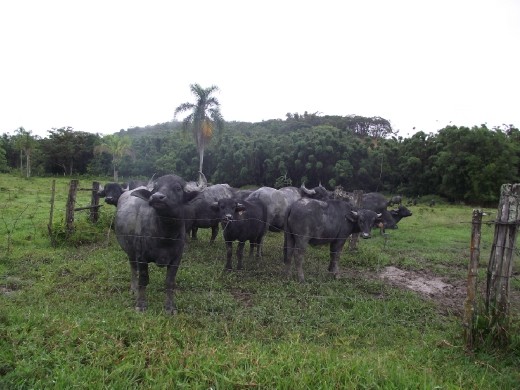 Morretes - centre agronomique