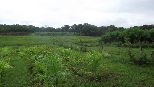 Morretes - centre agronomique