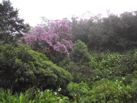 Tren Morretes - Curitiba