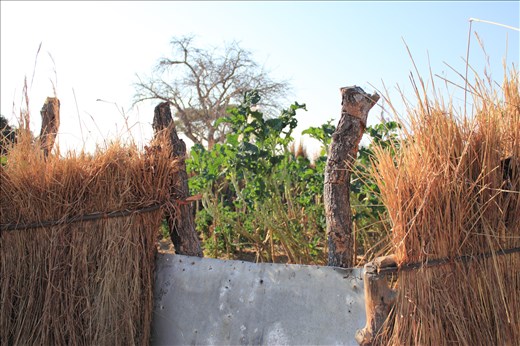 Homesteads must be self-sufficient as trips into town are few and far between. Garlic, onions, tomatoes and collard greens are grown in the vegetable garden. A wall of dried grass surrounds the garden to protect it from chickens and the goats, also sources of food. The garden is grown beside the well, the only source of water for the homestead.