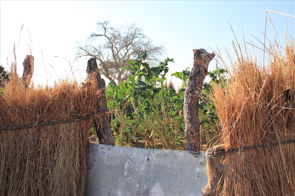 Homesteads must be self-sufficient as trips into town are few and far between. Garlic, onions, tomatoes and collard greens are grown in the vegetable garden. A wall of dried grass surrounds the garden to protect it from chickens and the goats, also sources of food. The garden is grown beside the well, the only source of water for the homestead.
