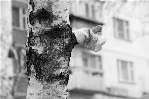 Moscow, Russia:  A child glove on a tree near my home,7 th of may, 2013  