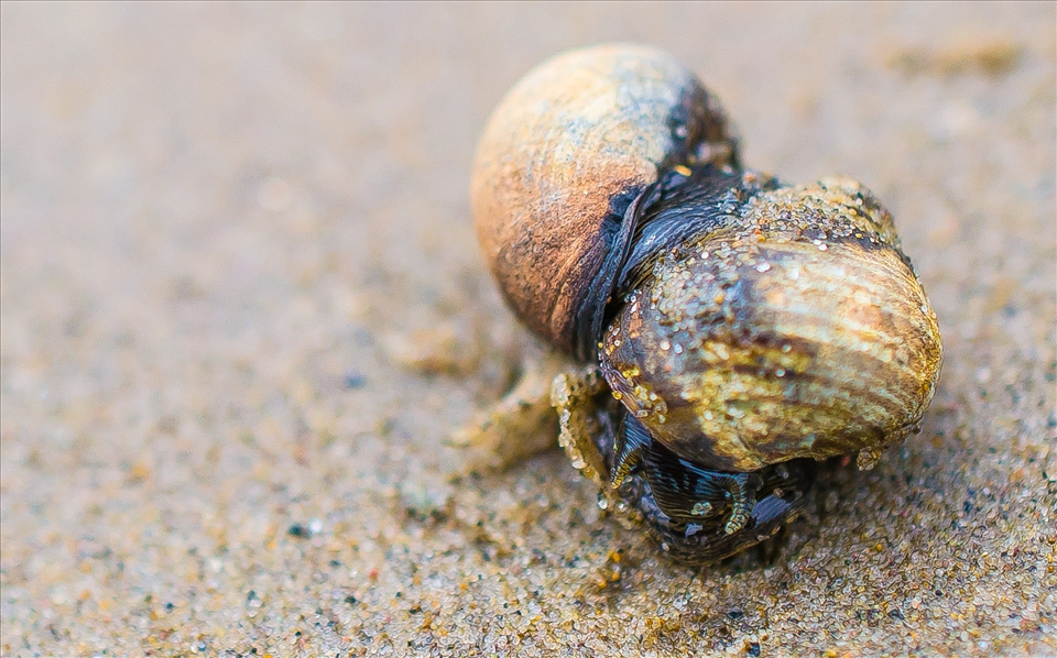 A loving couple of snails, enjoying the sun