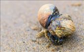 A loving couple of snails, enjoying the sun: by terac, Views[375]
