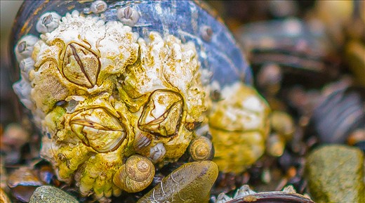 I love the ocean & the cool creatures there, her are a few living together 