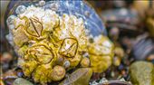 I love the ocean & the cool creatures there, her are a few living together : by terac, Views[330]