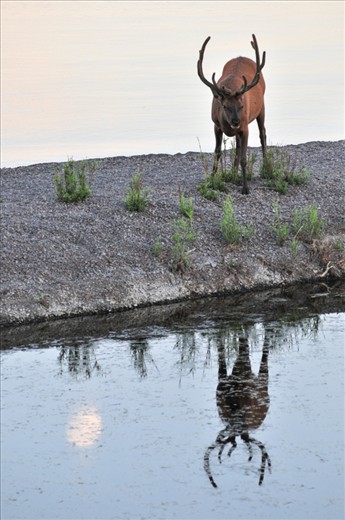 As the hiking trails around Old Faithful area were all conquered, the next hike was with my colleagues further up north. On our way back just before dusk, a Bull Elk was spotted grazing on the grass below its feet at the shore of Yellowstone Lake. Moments after my camera shutter was released it returned to the forest, but it was the opportunity taken which makes the difference.