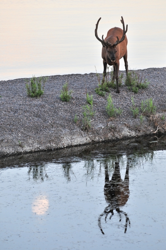 As the hiking trails around Old Faithful area were all conquered, the next hike was with my colleagues further up north. On our way back just before dusk, a Bull Elk was spotted grazing on the grass below its feet at the shore of Yellowstone Lake. Moments after my camera shutter was released it returned to the forest, but it was the opportunity taken which makes the difference.