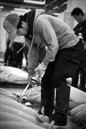 Young and old come together to preserve the tradition of tuna auctioning that has been passed down for 20 generations. Bidders use a Japanese tekagi hook to prod the tuna, slicing the tail portion off to check its quality. Slivers of flesh are illuminated beneath a flashlight discerning subtle distinctions in fat content and color, both key selling points that dictate the price of a premium tuna ranging from $6,500 up to $11,000.: by terence1991, Views[627]