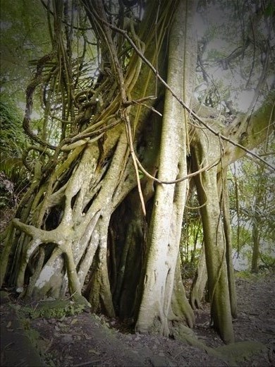 Holy Taru Menyan tree perfumed sent push away bed smells protecting the area