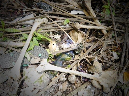 Humans bones mixed with garbage as proof of foreign influence 