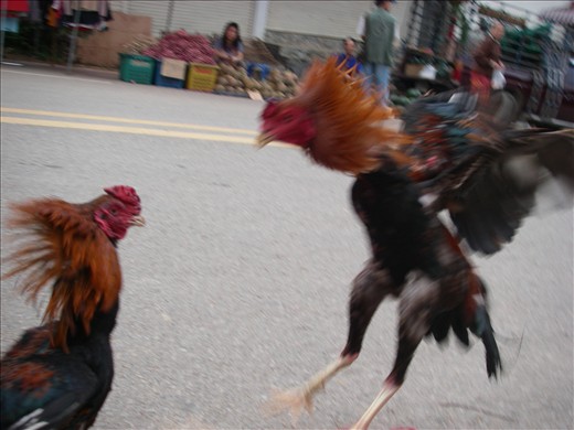 Cock fights, also a part of the market