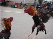 Cock fights, also a part of the market: by teresa421, Views[1123]