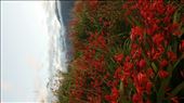 by teresa421, Views[225]