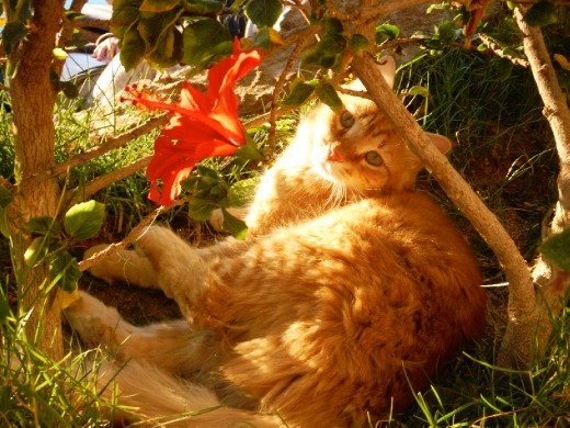 Our best friend in Egypt!