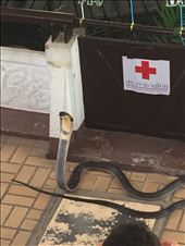 King Cobra. Photo doesn't do it justice.: by tess311, Views[141]