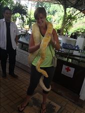 Ball Python! : by tess311, Views[123]