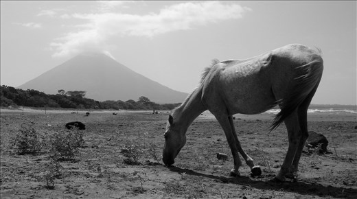A Skinny Horse grazes on Playa Santa Cruz off Lake Cocibolca