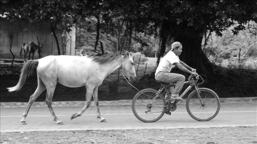The Day's End, A Plantation Farmer Cycles Home with his Steed in tow 