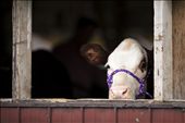 Late in the afternoon at the 2012 Richmond Fair, after most of the livestock competitions have been completed and the humans have begun to pack everything up for the trips back to their farms, a cow watches and moos at me as I walk by one of the barns.: by thack, Views[779]